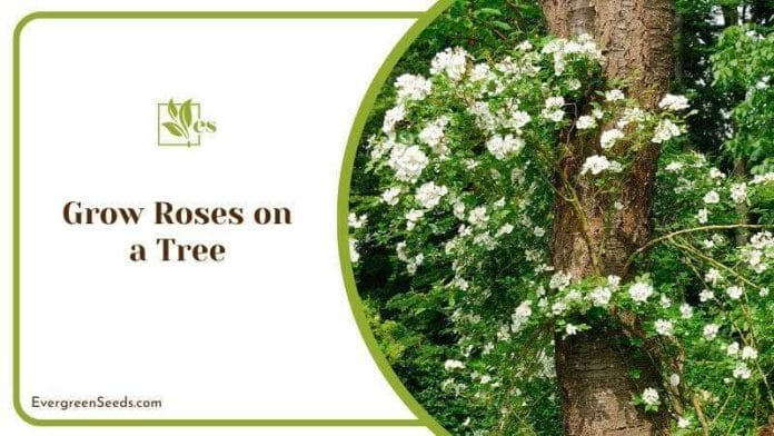 Grow Roses on a Tree