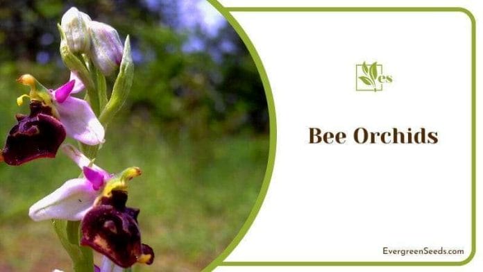 Growing Bee Orchids in Outside