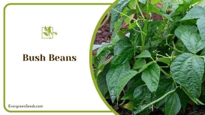 Growing Bush Beans on Garden