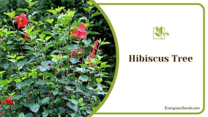 Growing Hibiscus Tree in Garden