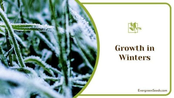 Growing Winter Grass at Lawn