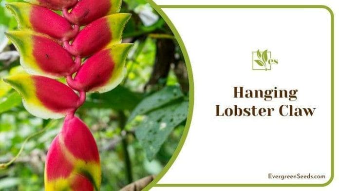 Hanging Lobster Claw