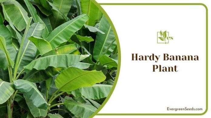 Hardy Banana Plant