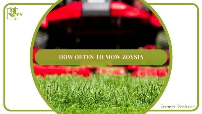 How Often To Mow Zoysia
