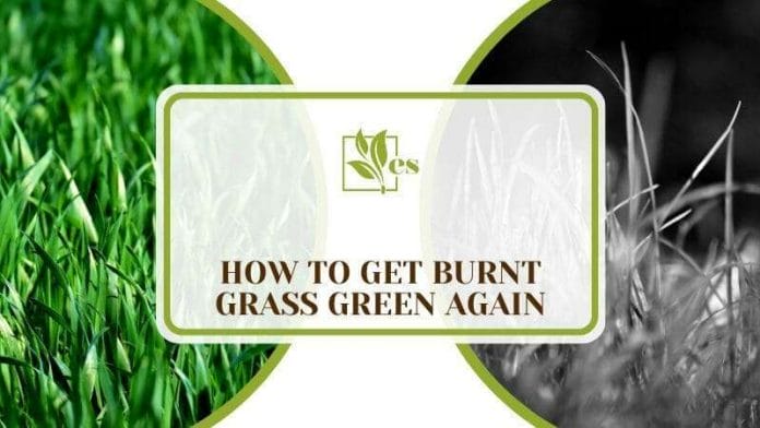 How To Get Burnt Grass Green Again