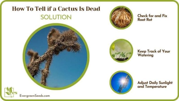 How to make alive dying Cactus