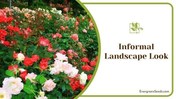 Informal Rose Garden Landscape Look