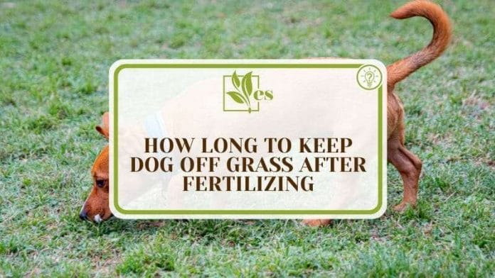 Keep Dog Off Grass After Fertilizing