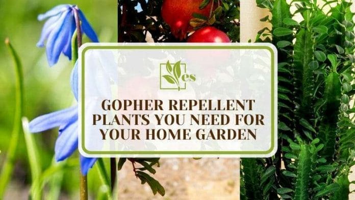 Keep Gophers Away with These Essential Garden Plants