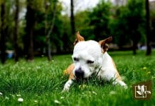 Keep Your Dog Off from Fertilizing Grass