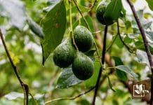 Know About Two Avocado Fruit Categories
