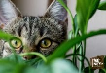 Know the Risk If Your Cat Consumes Jade Plants