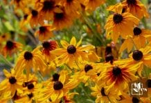 List of Low Maintenance Perennial Flowers