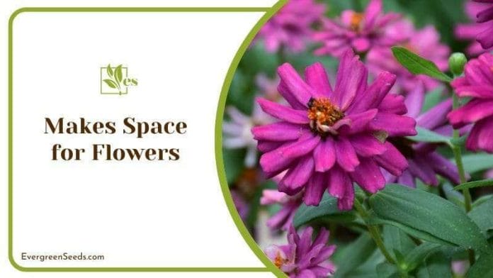 Makes Space for Flowers