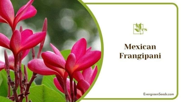 Mexican Frangipani