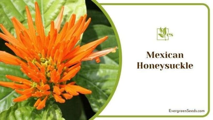Mexican Honeysuckle