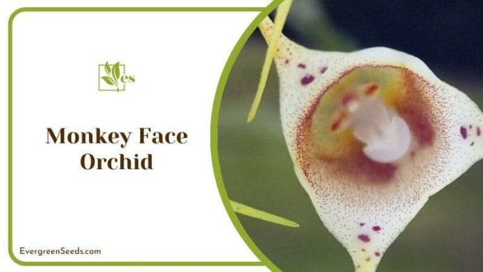 Monkey Face Orchid Flowers