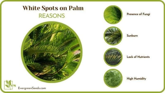 Palm has White Spots