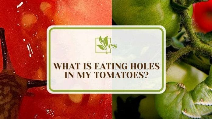Pests Responsible of Eating Holes in Tomatoes