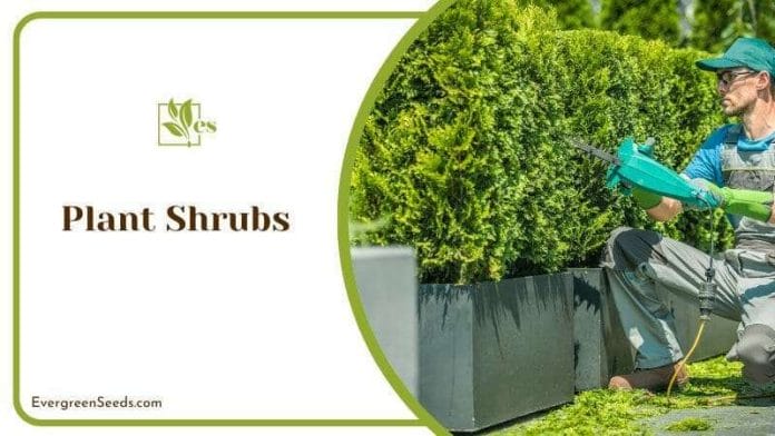 Plant Shrubs to cover it up