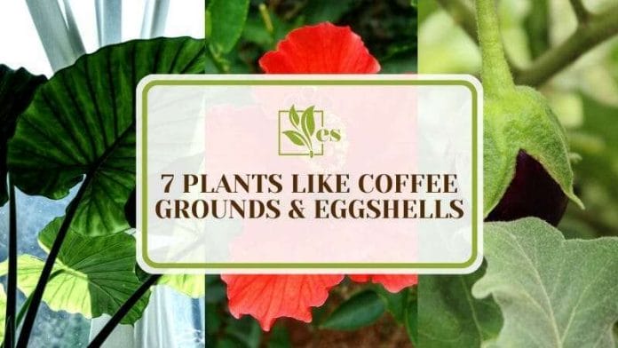 Plants Like Coffee Grounds and Eggshells