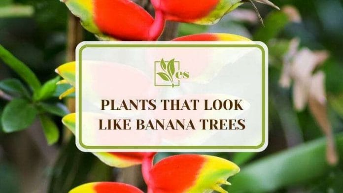 Plants That Look Like Banana Trees