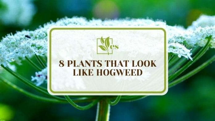 Plants That Look Like Giant Hogweed