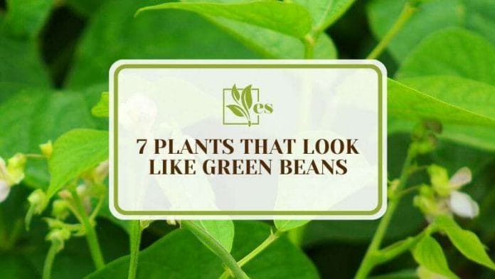 Plants That Look Like Green Beans