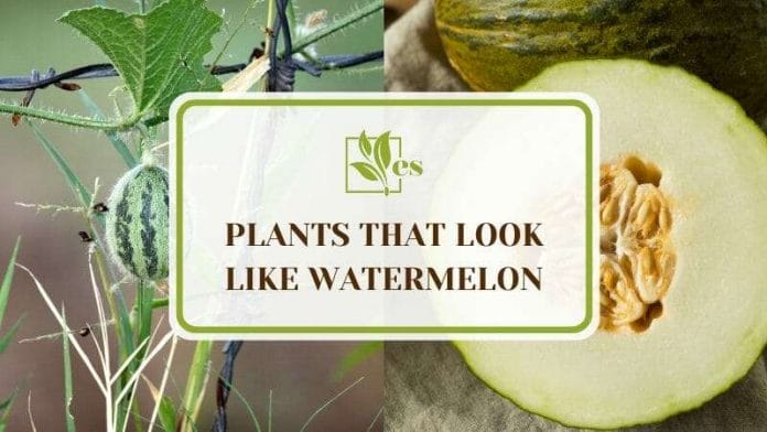 Plants That Look Like Watermelon