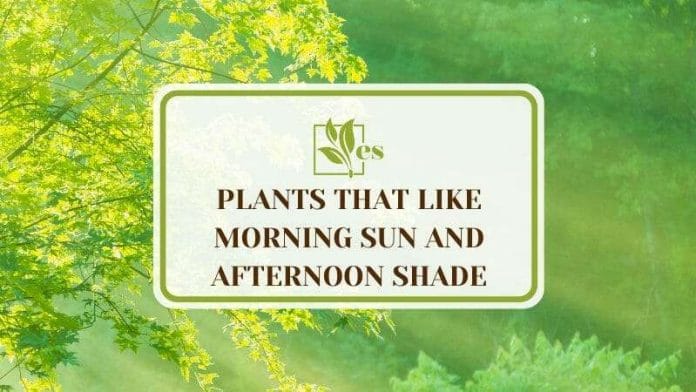Plants that Like Morning Sun