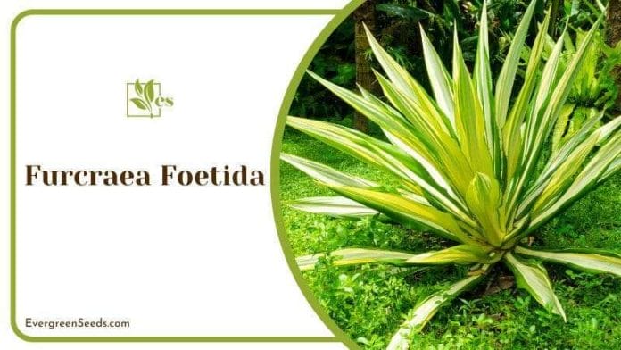 PothFurcraea Foetida Plant in the Garden