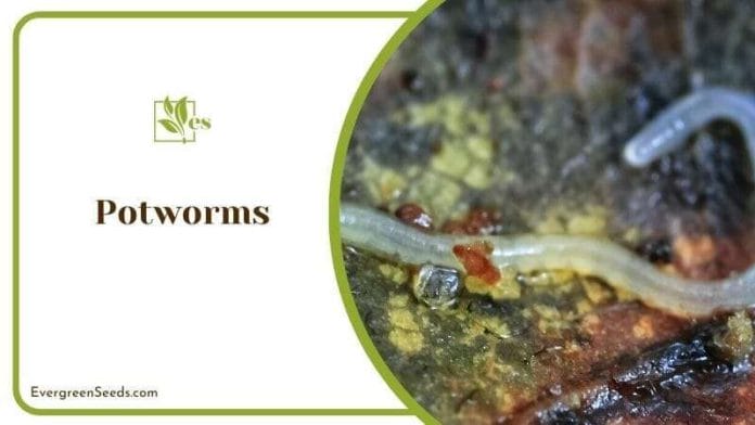 Potworms