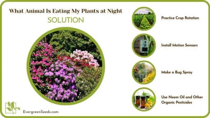 Prevent Your Plants from Being Eaten