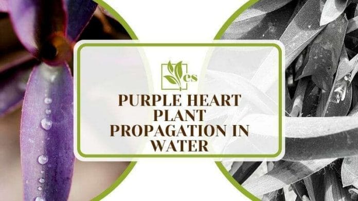 Propagating the Purple Heart Plant in Water
