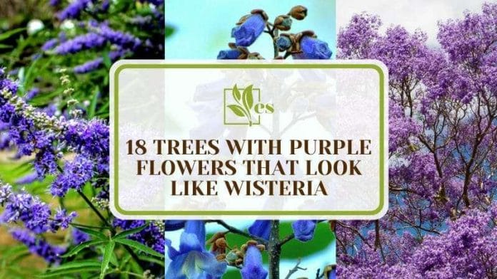 Purple Flowers Trees That Look Like Wisteria