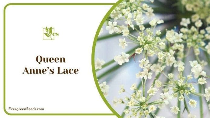 Queen Annes Lace Flowers