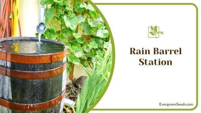 Rain Barrel in the Garden