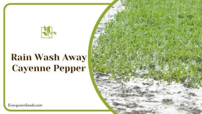 Rain Wash Away Cayenne Pepper From Grass