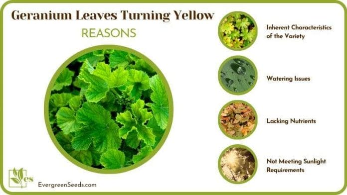 Reasons for Geranium Leaves Turning Yellow