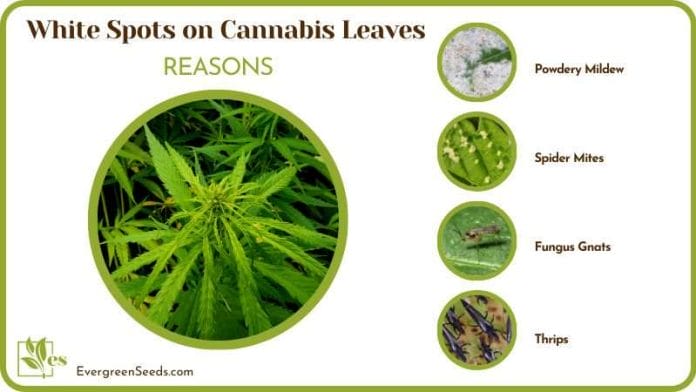 Reasons for White Spots on Cannabis Leaves