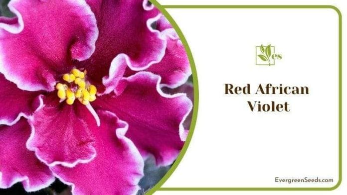 Red African Violet