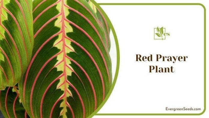 Red Prayer Plant Leaves