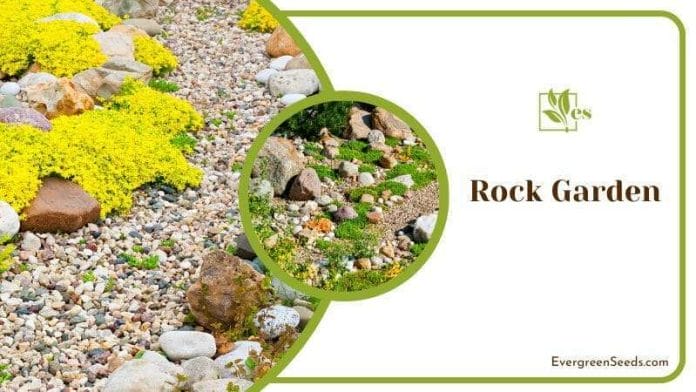 Rock Garden in Backyard