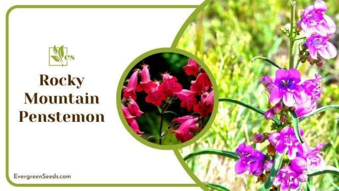 Rocky Mountain Penstemon Bloom
