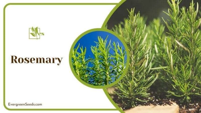 Rosemary Growing Conditions