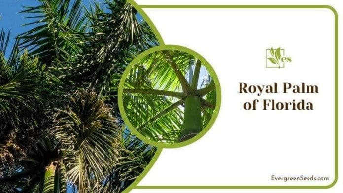 Royal Palm of Florida