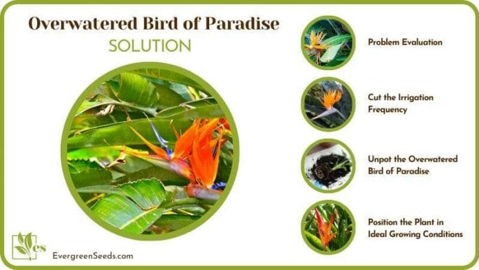 Save My Overwatered Bird of Paradise