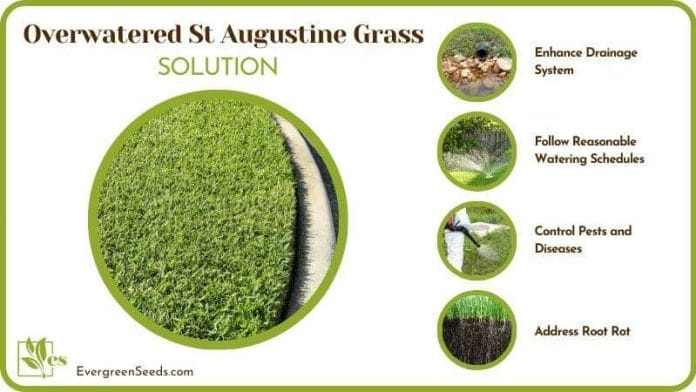 Save My Overwatered St Augustine Grass