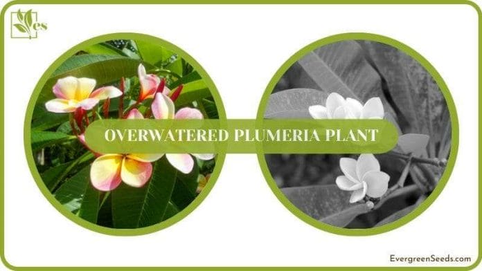 Save Overwatered Plumeria Plant