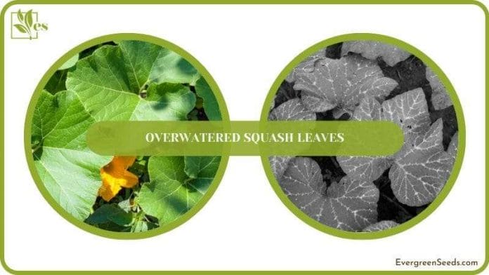 Save Overwatered Squash Leaves